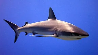 Shark StainForce : Le nettoyeur sans fil révolutionnaire qui élimine les taches partout, y compris dans votre voiture, avec une remise de 12% !